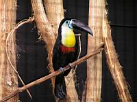 Toucan vitellin, Ramphastos vitellinus (Photo F. Mrugala) (1)